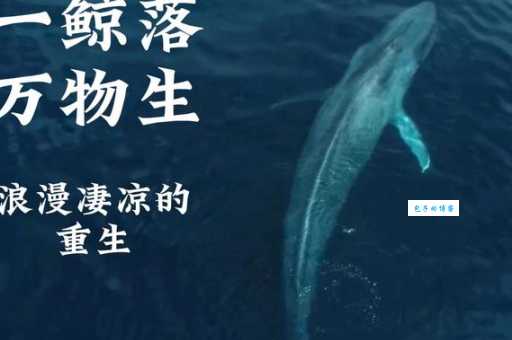 简单理解“一鲸落万物生”：鲸落现象的生态意义