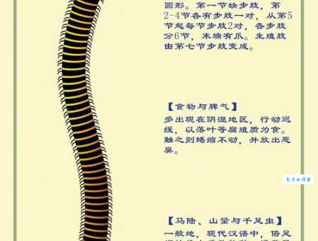 篪字是什么意思？古代乐器篪的读音、释义及详细介绍