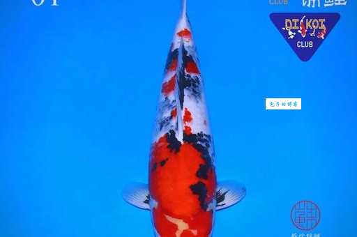 锦鲤是什么意思？详解锦鲤的多种含义及象征意义