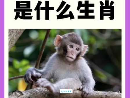 想知道黑纸白字代表的生肖吗？这里有答案！
