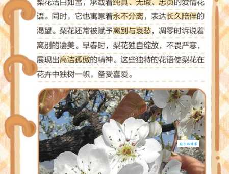 雨打梨花是哪个生肖？几种说法大揭秘！