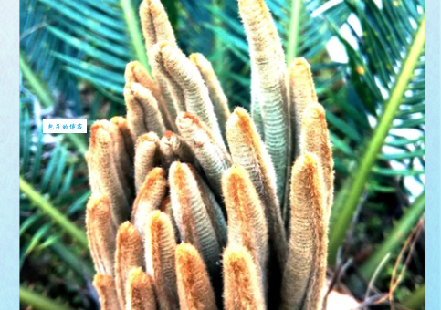 铁树开花是什么生肖？谜底揭晓，寓意深刻！