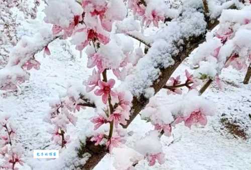 什么是桃花雪？桃花雪的典故和文化象征
