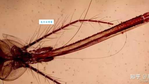 你知道蚊子有多少颗牙齿吗？这答案太意外了！