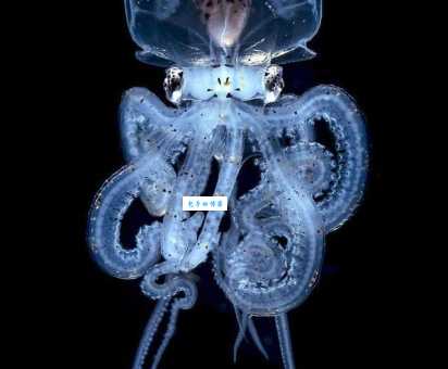 章鱼血液颜色竟是蓝色？带你探索海洋生物的奇特之处