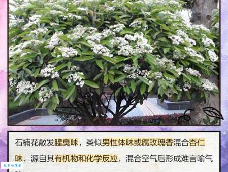 石楠花的味道像什么？网友热议的“奇葩”花香