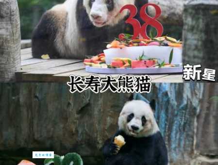 想知道大熊猫能活多久吗？这里有你想要的答案！