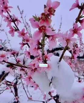 桃花雪是什么寓意？象征着什么美好的事物