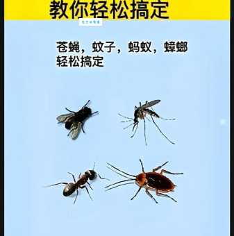 苍蝇碰壁是什么意思及用法？带你轻松掌握