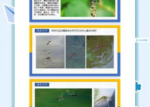 解密：蜻蜓点水是哪个生肖的象征？