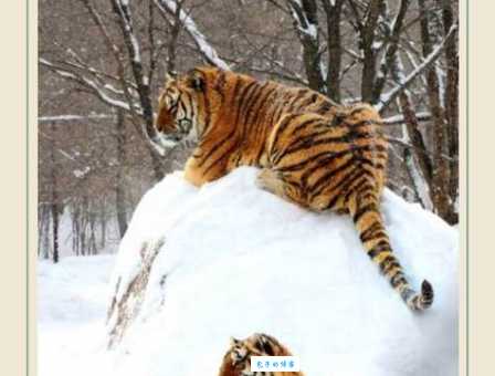 猜一生肖：什么动物整天都在走？
