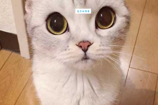 难以置信！这种动物的眼睛竟然比它的头还大！