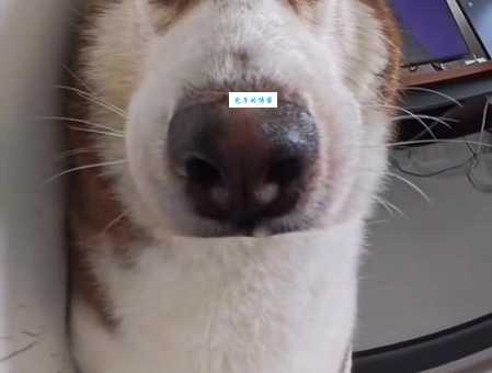 难以置信！这种动物的眼睛竟然比它的头还大！