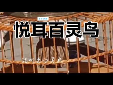 屡试屡成是哪种鸟？揭秘百灵鸟的传奇身世