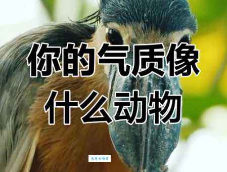 屡试屡成是什么动物？快来测试你的知识储备！