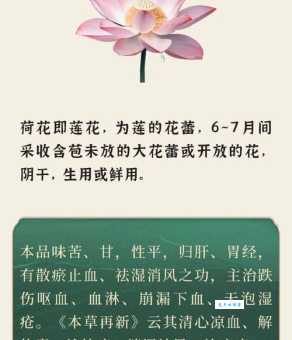 “胸中荷花”对应什么中药？内附答案详解！