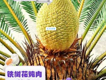 铁树开花比喻什么？解释铁树开花含义及用法