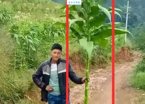三九严寒何所惧？猜猜这是什么植物？