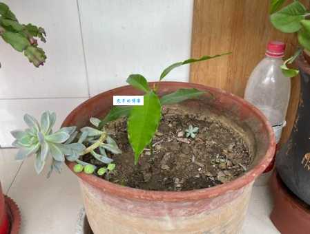 三九严寒何所惧？猜猜这是什么植物？