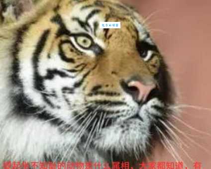 扶老携幼打一正确生肖是什么动物？答案揭晓！