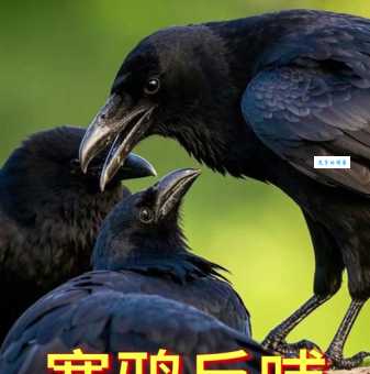 寒耕暑耘指的生肖是哪个？勤劳刻苦的动物代表
