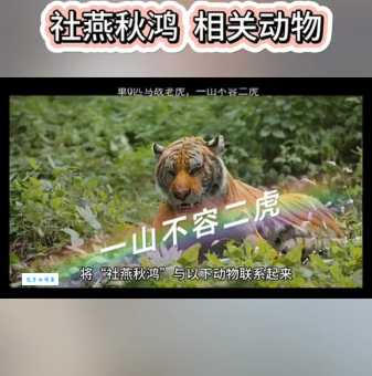 诗词社燕秋鸿对应什么生肖？深度解析生肖含义