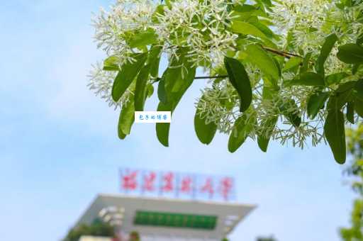 生机勃勃打一正确生肖？答案揭晓！