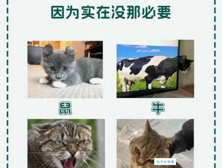 为什么十二生肖没有猫 原来和这个传说有关