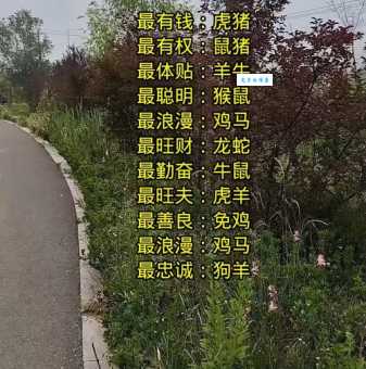声东击西打一最佳生肖究竟是哪个生肖这么聪明