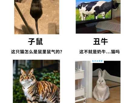十二生肖为什么没有猫科学解释来了