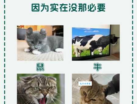 十二生肖为什么没有猫科学解释来了