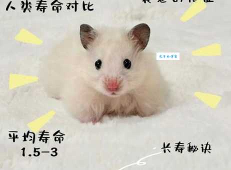 鼠的儿子是什么生肖 生肖父子关系全知道
