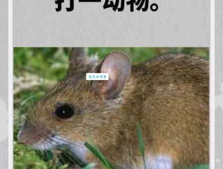福寿天成打一准确生肖动物揭秘这个答案太意外了