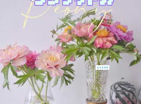 芍药花什么时候开花 花期揭秘与养护技巧