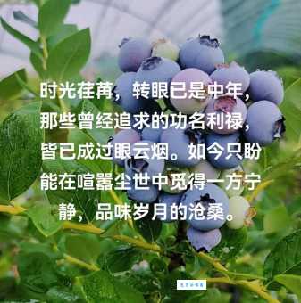 过眼云烟歌词背后的故事 揭秘创作灵感与含义
