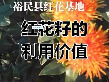 红花籽的功效与作用大揭秘 小小种子竟有这么多用处