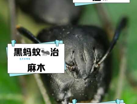 黑蚂蚁怎么吃最安全 食用禁忌一次说清楚