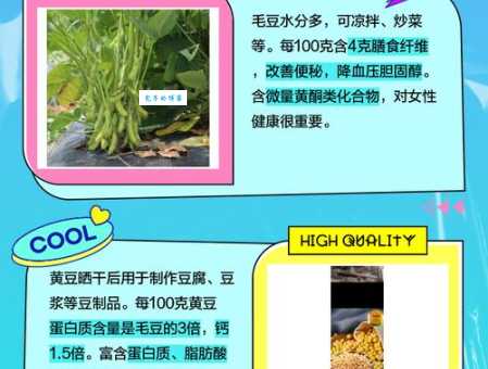 黄豆和毛豆是同一种东西吗 揭秘两者区别与联系