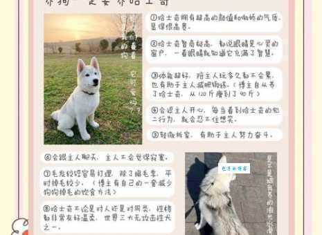 哈士奇饲养环境要求适合养在楼房吗