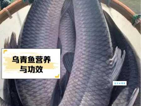 青鱼多少钱一斤 2024年市场价格行情一览
