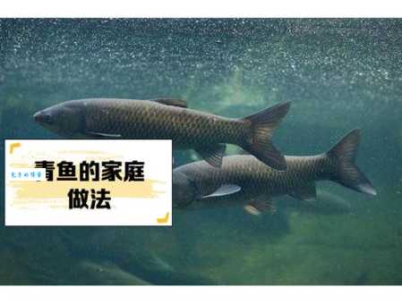 青鱼多少钱一斤 2024年市场价格行情一览