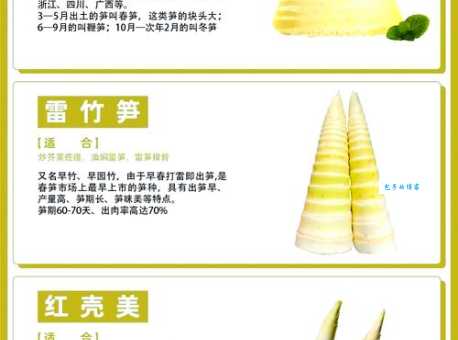 冬笋和春笋的区别教你轻松分辨两种时令笋