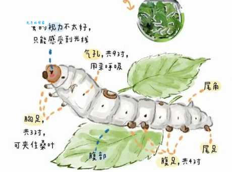 蚕食的意思原来这么简单一看就懂