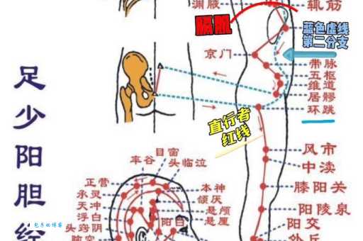 胆经经络图详解一看就懂的人体经络走向