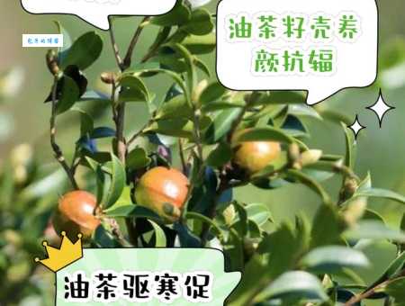 茶油是什么带你了解它的营养与用途