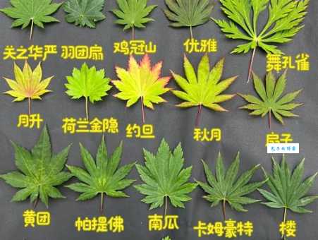 枫叶的形状有哪些特点一看就懂