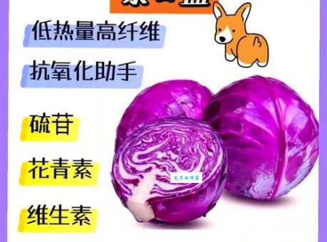 甘蓝的营养价值及功效这种蔬菜比你想的更营养