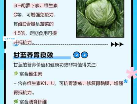 甘蓝的营养价值及功效这种蔬菜比你想的更营养