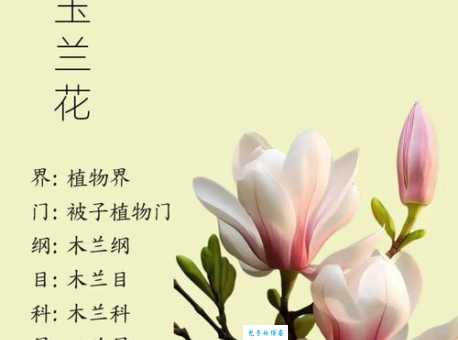 玉兰花是什么颜色 养护技巧与花色关系