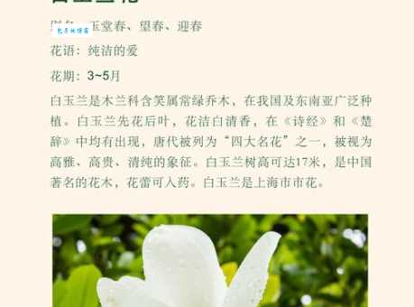 玉兰花是什么颜色 养护技巧与花色关系